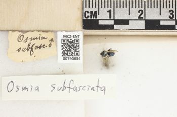 Media type: image;   Entomology 790634 Aspect: Labels
